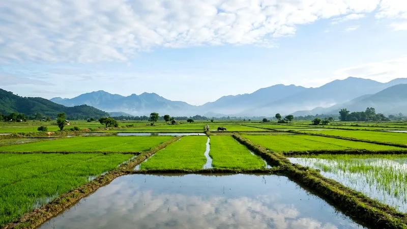 Green rice paddies with distant mountains in rural Hoa Vang near Da Nang